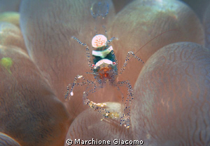 Soft coral shrimp
Komodo 2009
Nikon D200, 60 micro,twin... by Marchione Giacomo 